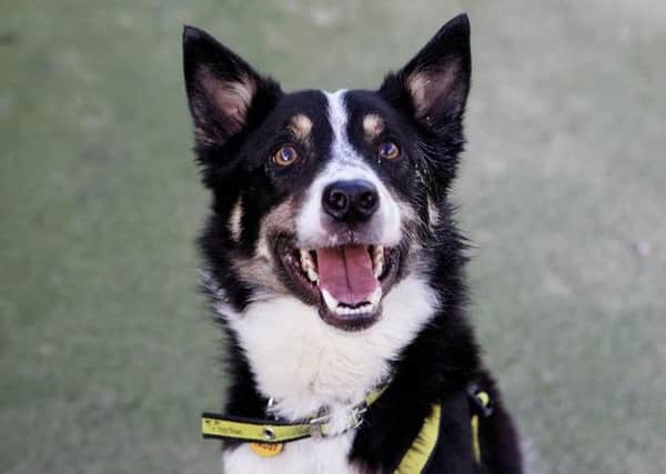 Jake is looking to become someone's new collie companion