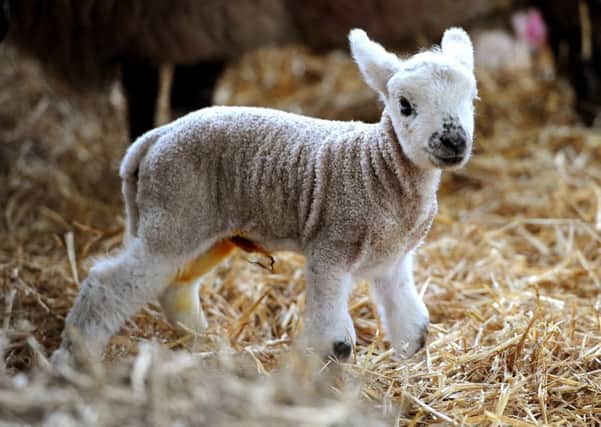 Lambing Live has been cancelled at Brinsbury