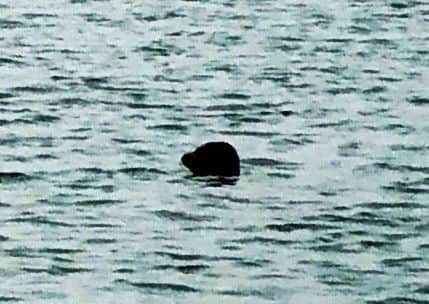 The seal swimming in Shoreham. Photo by Jo Hughes