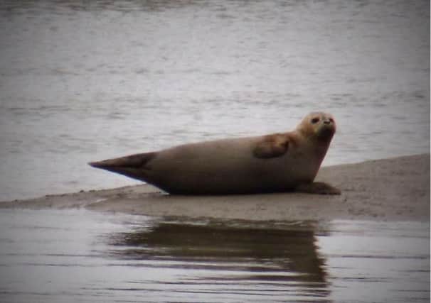 The seal gives a wave at it relaxes on the river. Photo by Carolyn Green