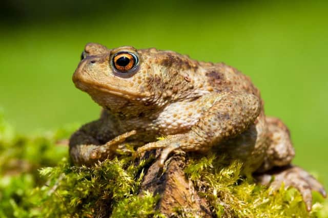 The common toad. Photo: Dave Kilbey, Sussex Wildlife Trust SUS-190225-131222001