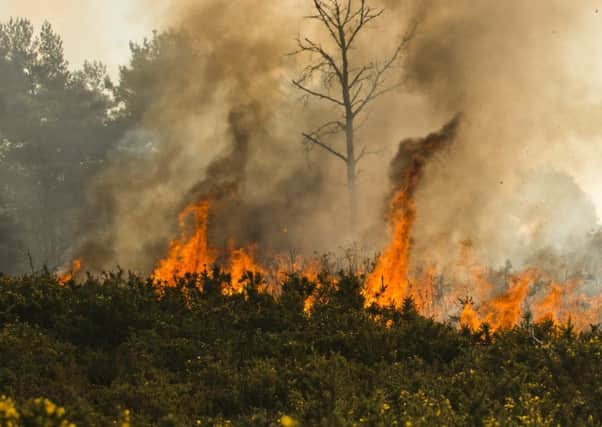 Fires at Ashdown Forest. Photo: Eddie Howland /SWNS.COM