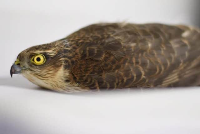 Sparrowhawk from Berwick SUS-190227-104516001