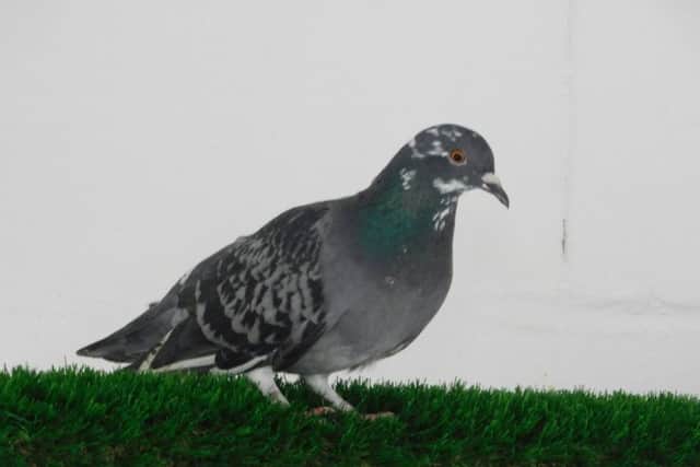 Release of pigeon SUS-190227-104505001