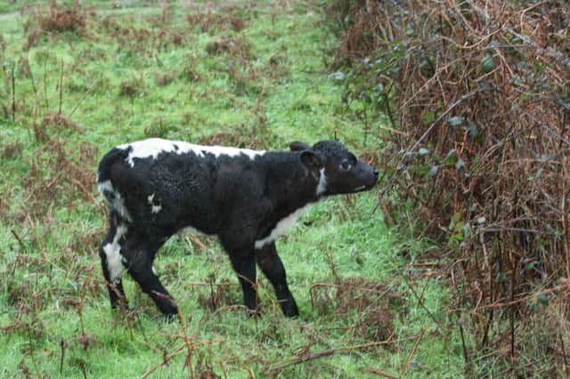 Drivers were surprised to see a calf in the road