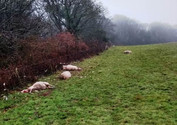 A dozen sheep were killed in a dog attack at Hastings Country Park earlier this month. Picture supplied by Hastings Borough Council