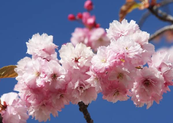 DM17420128a.jpg. Cherry Blossom. Photo by Derek Martin SUS-170418-181615008