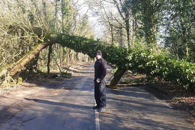 Fallen tree in Hammerpond Road in Horsham. Photo by Horsham Police