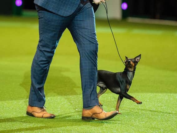 English toy terrier Spike, aged two, with owner Richard Forsythe. Photograph: The Kennel Club/ BeatMedia