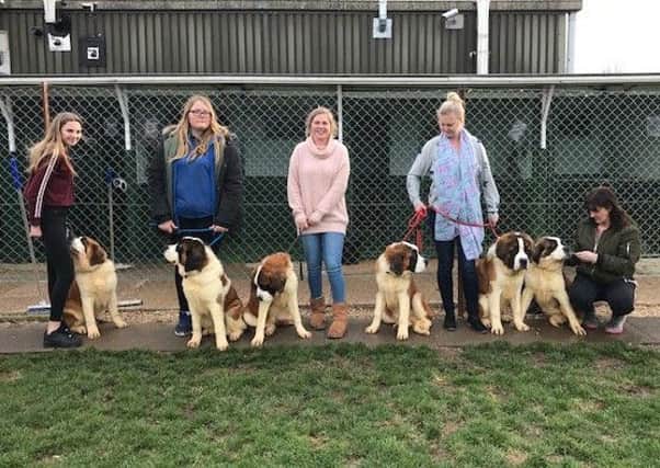 Clymping Dog Sanctuary are looking for experienced St Bernard owners to rehome a litter of puppies