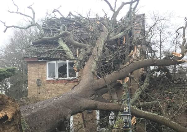 Oak tree falls onto Crawley home. WSCC
