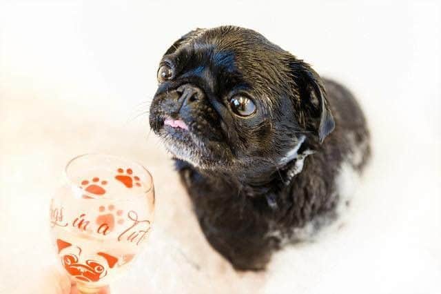 Pugs in a Tub Eastbourne is celebrating six years as a dog salon