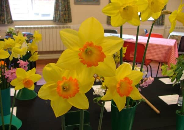 Crowhurst and District Horticultural Society Spring Flower Show 2019 SUS-190320-104522001