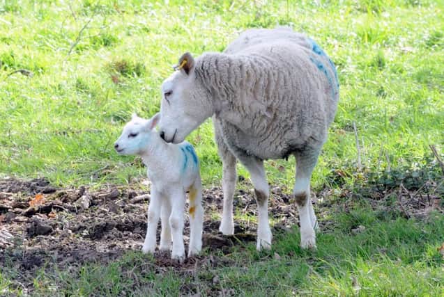 Newborn lambs in Sussex