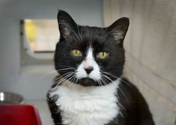 Cats needing homes at RSPCA Bluebell Ridge in Hastings.

Cheddar SUS-190320-121010001