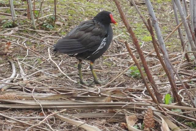 One of the park moorhens has died and there are fears for another  SUS-190321-121016001