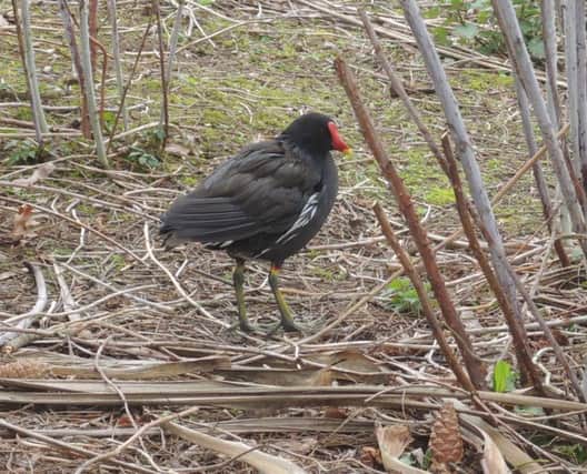 Only two moorhens were spotted at Horsham Park today following pollution of the pond SUS-190321-121016001