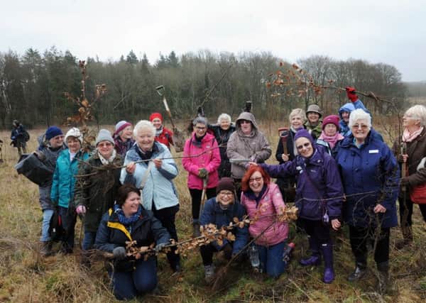 ks190131-1 WI Slindn Planting  phot  kate Members of the West Sussex Federation of WI taking part in the planting of 100 Oak trees at Northwood National Trust Estate Slindon to celebrate the centenary.ks190131-1 SUS-190317-111526008