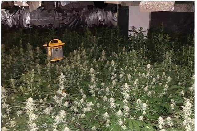 Detectives have launched an investigation following the discovery of a cannabis factory in Crawley