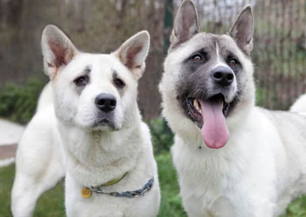 Jasmine and Hope are looking for a home together