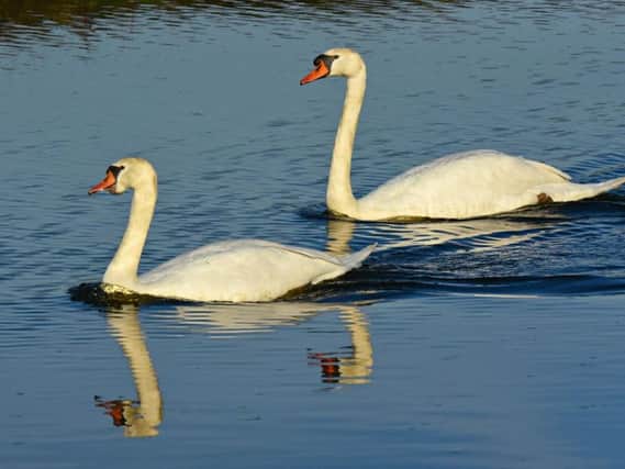 A pair of swans