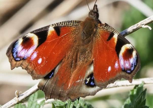 A beautiful peacock butterfly photographed by Derek A Briggs at West Langney Marsh using an Olympus mirrorless camera. SUS-190327-160708001
