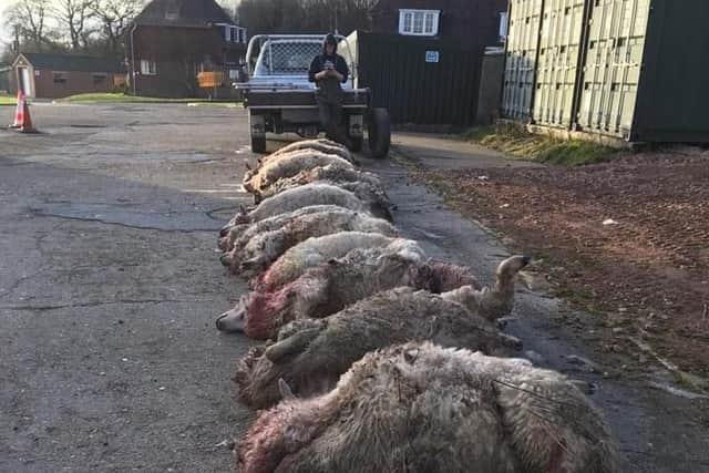 Thirty-two sheep were seriously injured in the shocking attack