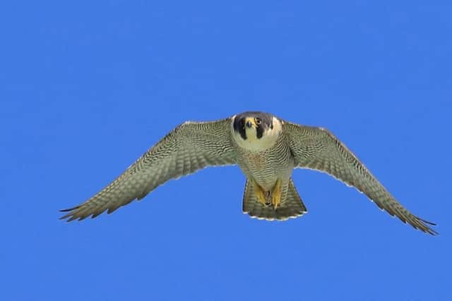 Picture by David Shaw