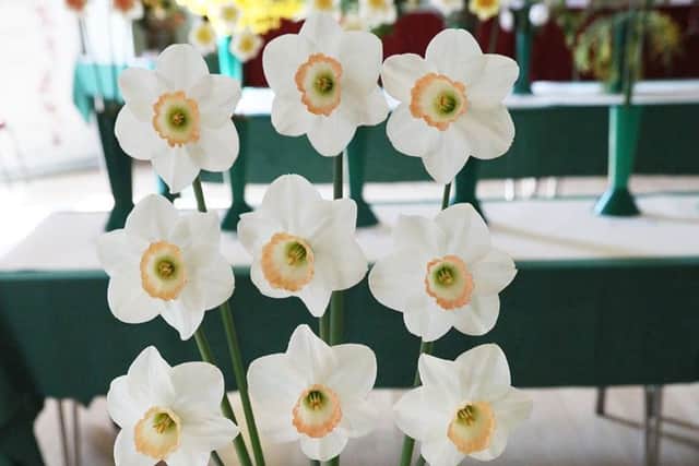 Charles Ashby won the R.H.How Cup for best vase of nine blooms of any narcissi, one variety