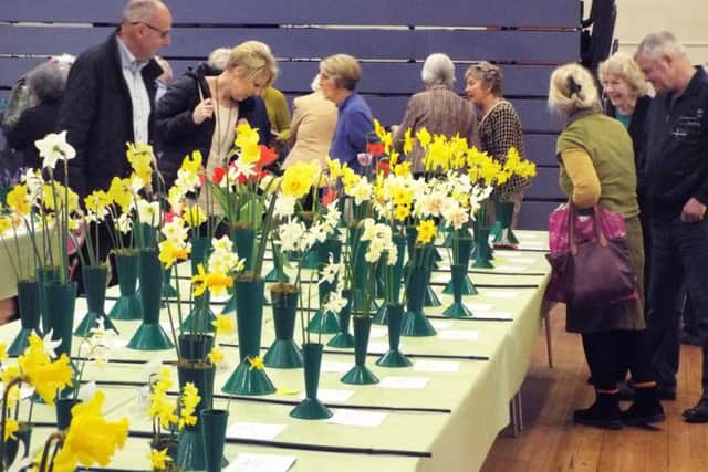 Daffodils - Battle Floral and Horticultural Society Spring Show SUS-190304-145122001