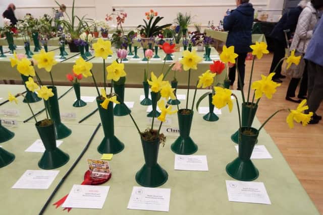 Daffodils - Battle Floral and Horticultural Society Spring Show SUS-190304-145134001