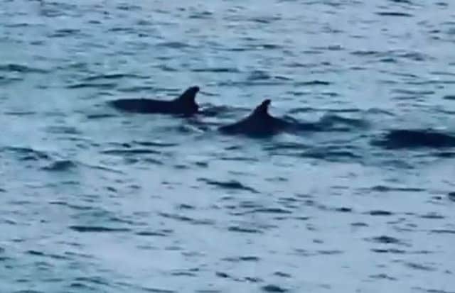 Dolphins were seen off the coast in Newhaven, still from video shared by Shoreham Port SUS-190304-114207001