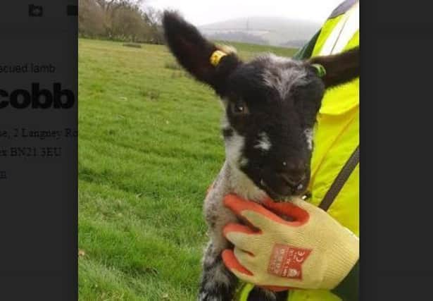 Safe hands ... the rescued lamb