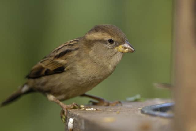 A female house sparrow - Picture: Ray Kennedy (rspb-images.com)