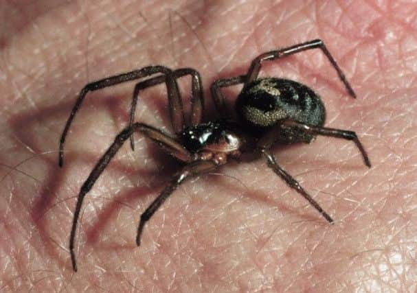 Western Sussex Hospitals recorded 216 spider bite incidents, according to the study