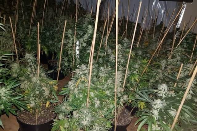 Some of the plants discovered in the cannabis factory. Picture: Sussex Police