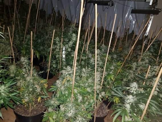 Some of the plants discovered in the cannabis factory. Picture: Sussex Police