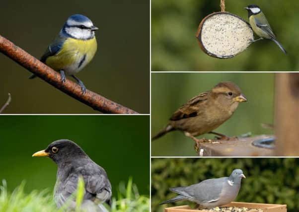 RSPB Big Garden Birdwatch 2019