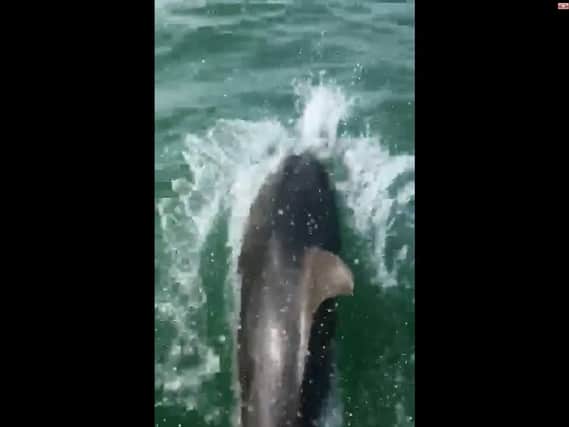 A screen shot of one of the dolphins