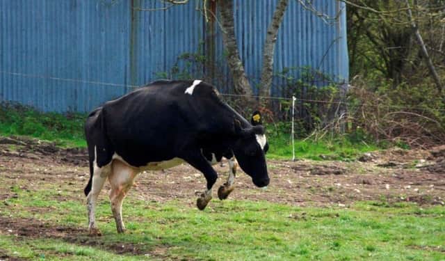 A Hook and Son cow jumping for joy after being released onto the field after winter