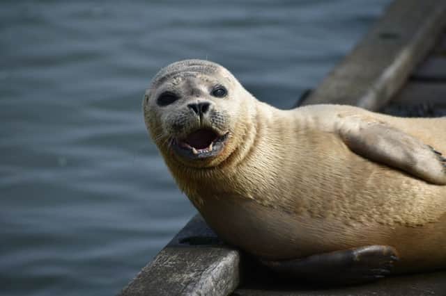 Emily Jackson, 11, snapped this seal relaxing in Shoreham