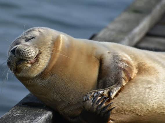 People have taken to the loveable seal. Picture: Emily Jackson