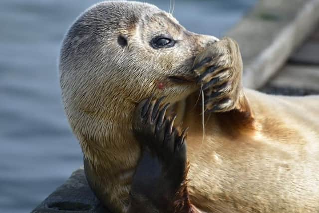 The seal pawing at its face could be a sign of it swallowing a fishing line. Picture: Emily Jackson