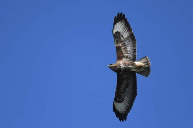 Buzzards have spread west across the National Park in the last decade. Pic credit: Tim Squire
