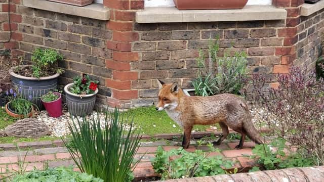 The friendly fox that has become a star in Southwater. Photo: Andy Bray SUS-191204-161620001