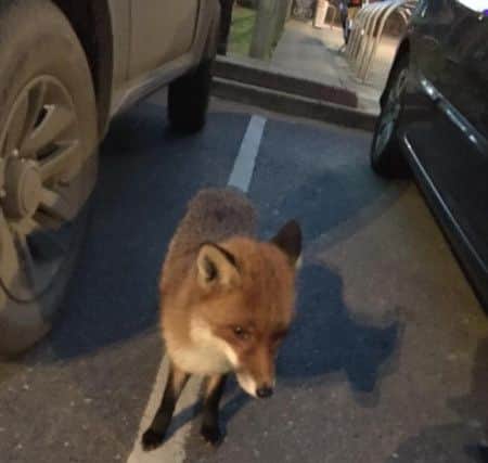 The fox has been spotted at a string of venues around the village. Photo: Billy Greening SUS-191204-161631001