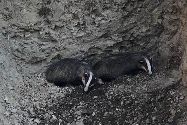 The two badgers at the bottom of the 3m-deep hole dug for a new septic tank. Photograph: Marija Bichan