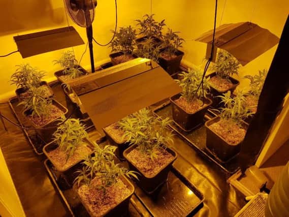 Police found 16 cannabis plants in one of the bedrooms. Picture: CPS