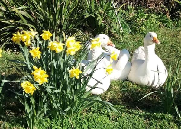 Sue Gore took this charming photograph of her geese lazing in the sunshine by the daffodils in her back garden, with a Samsung Galaxy J5. SUS-190418-095728001