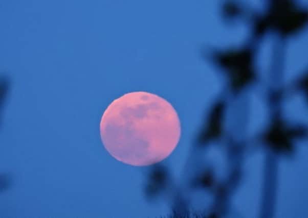 Pink Moon by Sid Saunders SUS-190422-074616001